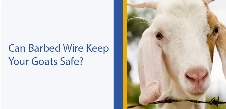 Can Barbed Wire Keep Your Goats Safe