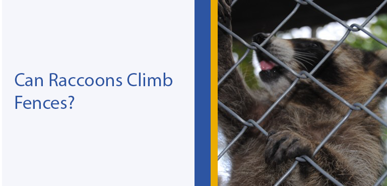 Can Raccoons Climb Fences