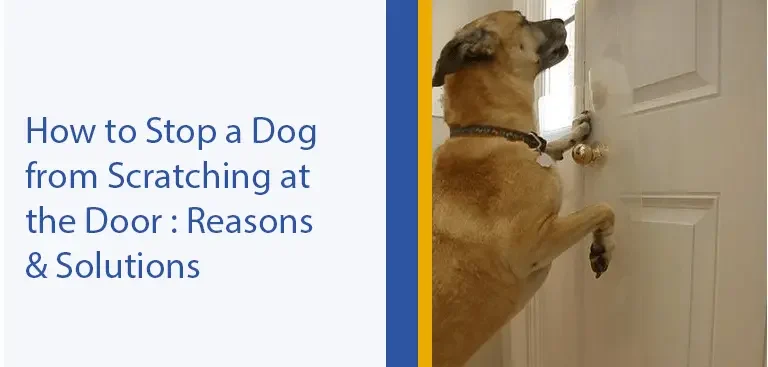 How to Stop a Dog Scratching at the Door