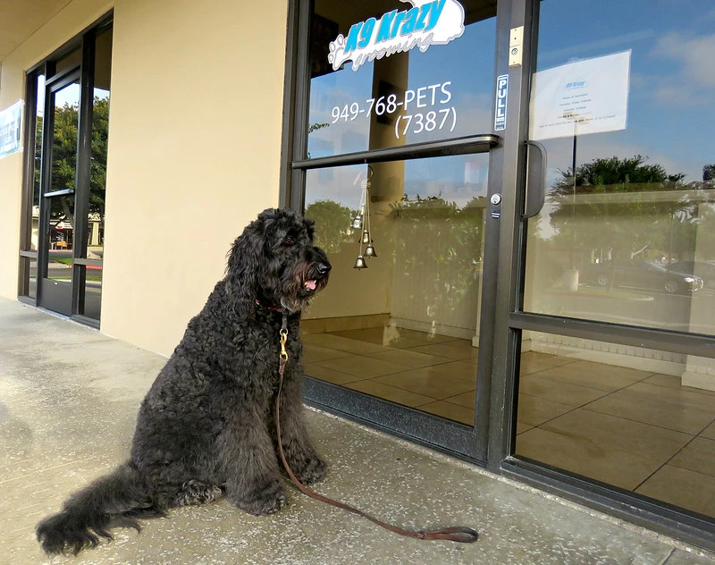 dog scratching door