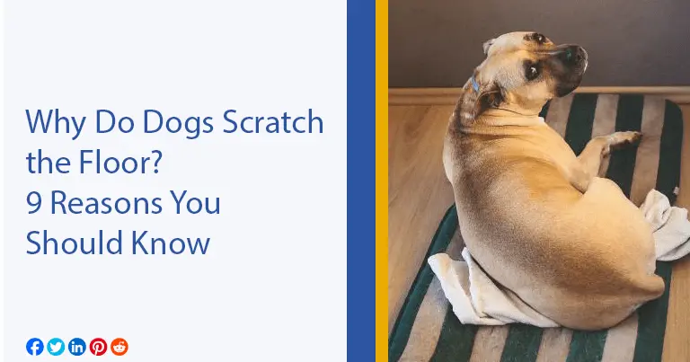 Why Do Dogs Scratch the Floor