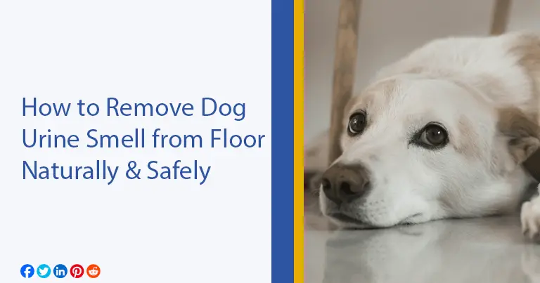 how to remove dog urine smell from floor