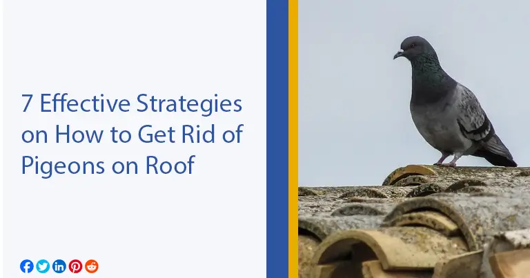 How to Get Rid of Pigeons on Roof