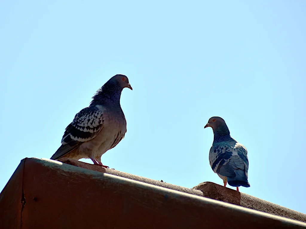 pigeon on roof